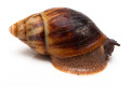 Archachatina marginata egregia Cameroon typ 1c white apex + columella, adult, 9cm